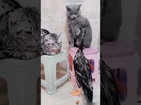 Funny cats