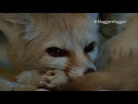 Big Ears Can Be So Adorable