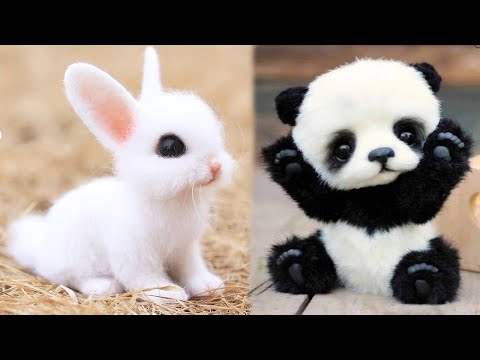 Top 10 Cutest Animals In The World In Hindi | Amazing Top5