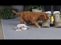 Cavapoo dogs for sale: Jewel - Video 1