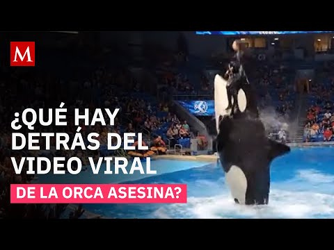 ¿Quién es Jessica Radcliffe, la entrenadora de orcas del video viral?













