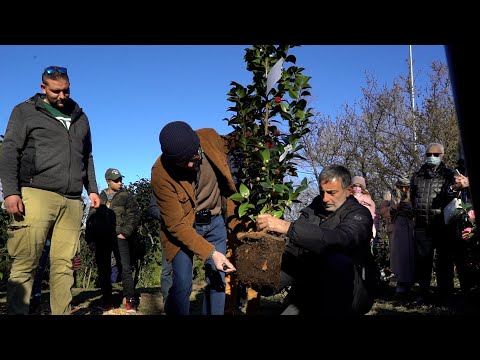 Un bosco di camelie in regalo a Varese