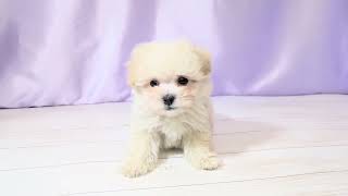 ハーフ犬の動画01