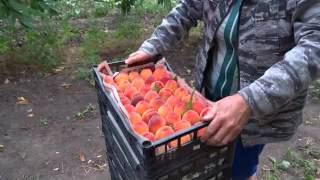 Сбор персика в Анапе и обожженные яблоки