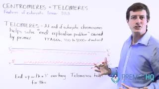 Telomeres, Telomerase, and their Function