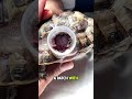 Vet Saves Turtle S Life With A Plastic Bottle Cap