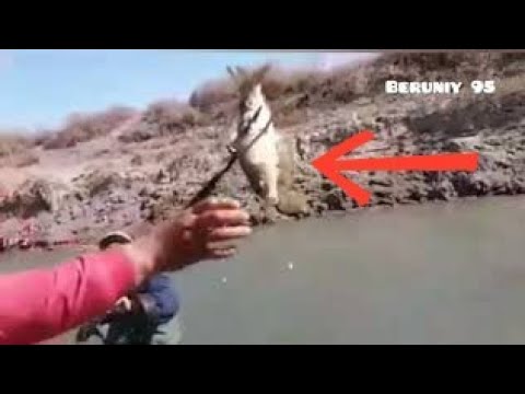 baliq ovi  MANA BLIQ