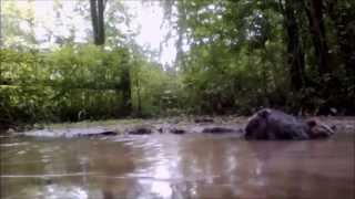 The Beaver Whisperer