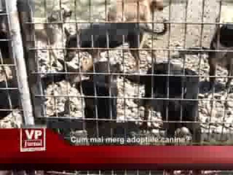 Cum mai merg adopțiile canine?
