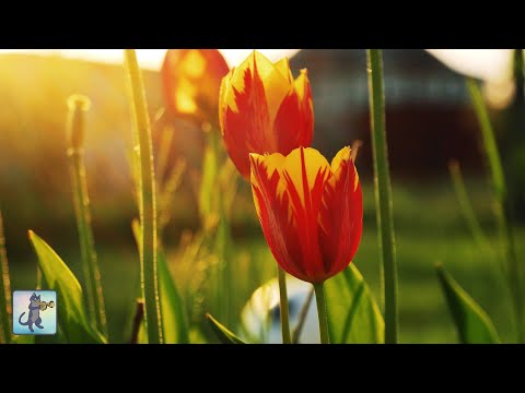Stunning Flowers 🌷 Amazing Nature Scenery & The Best Relax Music • 3 HOURS