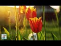 Stunning Flowers 🌷 Amazing Nature Scenery & The Best Relax Music • 3 HOURS