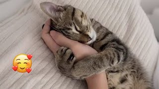When a Cat Chooses You as Their FAVOURITE Person 🥰