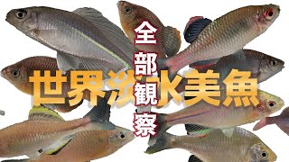 世界の美しい外国産タナゴを養殖！マクロ撮影で種類別に紹介/そんな珍しいタナゴが釣り堀で釣れる！