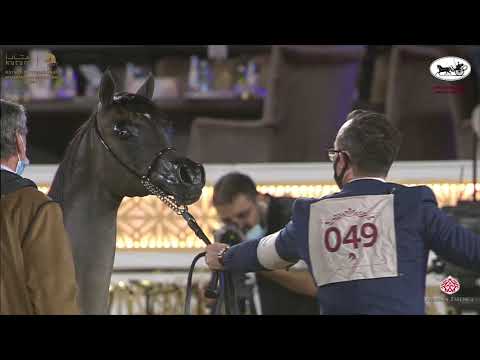 N 49 HARQAN AL SHAQAB   Katara International Arabian Horse Festival   Yearling Colts Class 4A