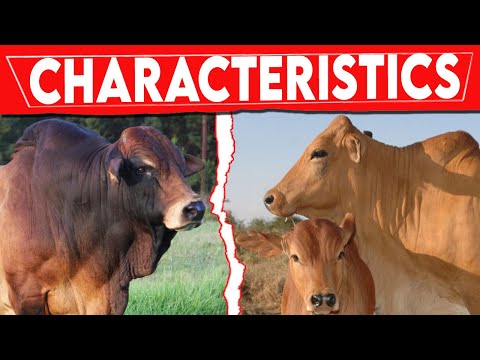 , title : '⭕ BORAN Cattle Characteristics ✅ Every Breed In The World || BORAN Bull / Biggest Bulls'