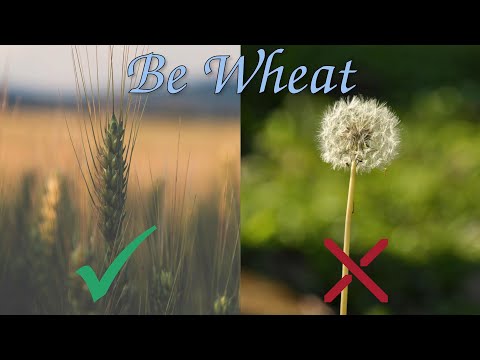 BeWheat: An Introduction To Be Wheat