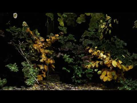 oklou & Casey MQ - For The Beasts