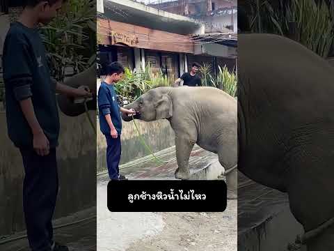 ลูกช้างหิวน้ำไม่ไหว
