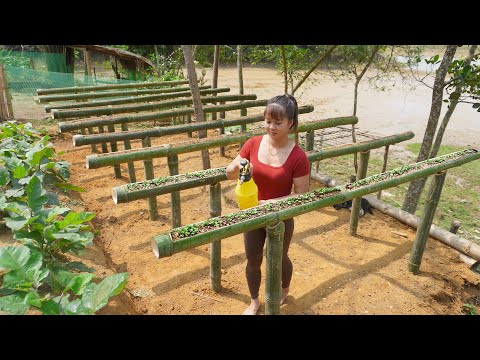 Technique growing vegetables in bamboo tubes, Building free farm | Free Bushcraft, Ep128