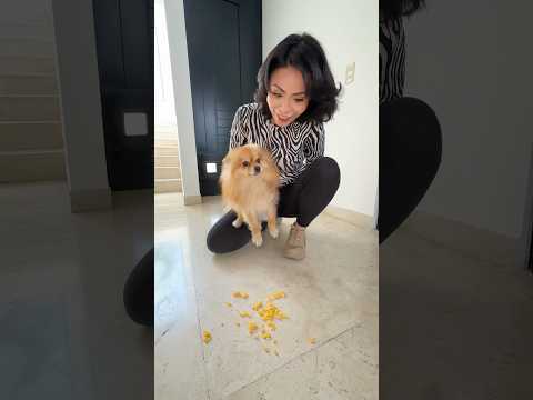 My dog ​​🦁 looks like a vacuum cleaner 😂 | Leo Show