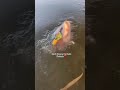 Ducks Freezed In Dal Lake Srinagar Kashmir Sad Ytshorts