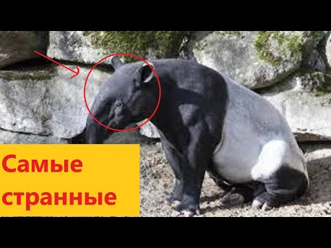 ТОП 10 уродливых Животных рискующих исчезнуть с лица Земли