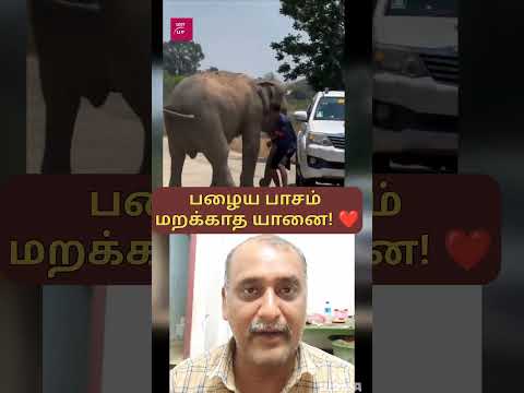 முன்னாள் பராமரிப்பாளரை கண்டு காரை நிறுத்திய யானை..!