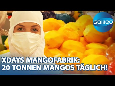 20 Tonnen Mangos täglich! 2 Tage Fleißarbeit bei der Mangowürfel-Produktion | Galileo | ProSieben