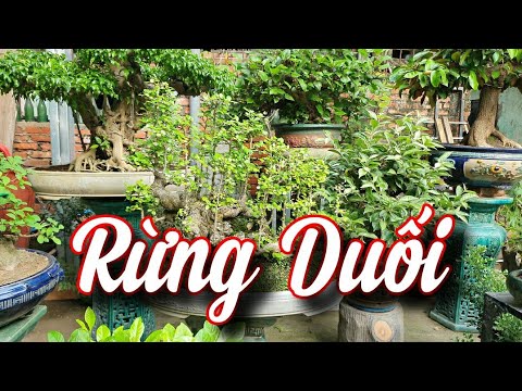 SH.6466. Làm được Rừng Duối như thế này quả là rất công phu nhiều năm qua. Đth liên hệ 0964.894.094.