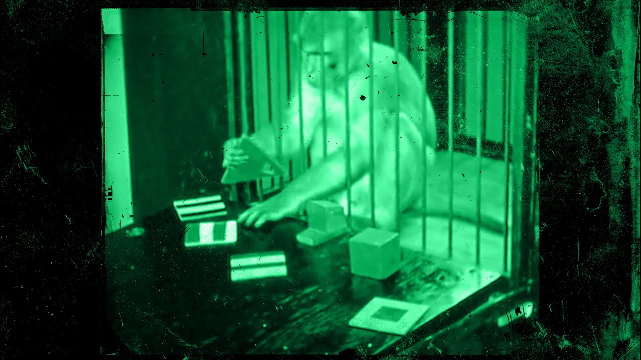 Color Categorizing Rhesus Monkey