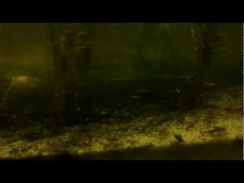 comment nettoyer les graviers de l'aquarium