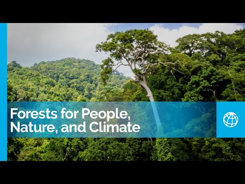 Forests for People, Nature, and Climate