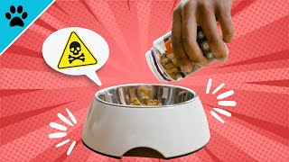 Hundefutter-Hersteller wollen nicht, dass du DIESES Video siehst! 🔥