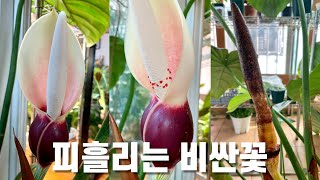 희귀식물이 꽃을 피웠는데 피를 흘립니다!! 씨앗을 맺을 수 있을까요?? ※혐오주의※