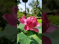 Vennilave Vennilave Music Love Like Live Life Travel Trending Viral Viralvideo