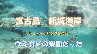 2024宮古島新城海岸　シュノーケリングしたらウミガメの楽園だった。午前中しか入っていないのに９匹も会えて大興奮。