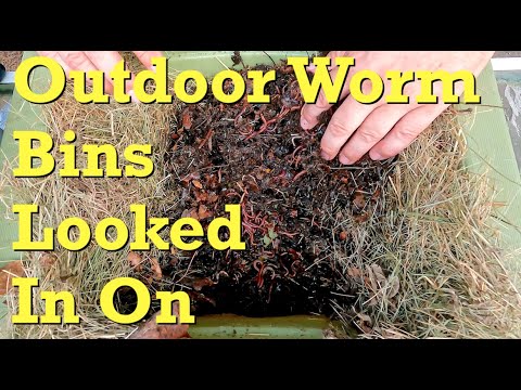 Outdoor worm systems checked after returning from vacation - farm vermicompost
