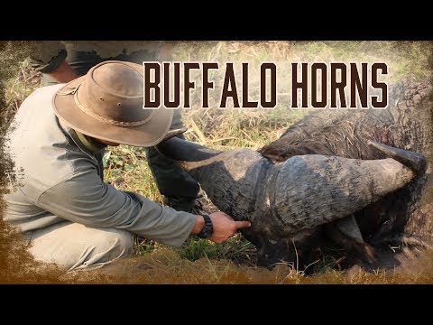 Judging Mature African Bull Buffalo Horns | 2