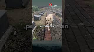Download lagu Bikin Mewek, Anjing Setia Merindukan Tuannya Yang Telah Mati #anjingsetia mp3