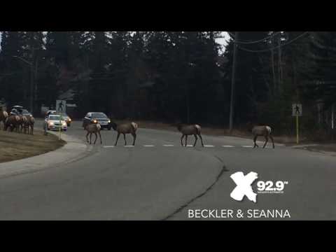 The Most Canadian Elk Ever
