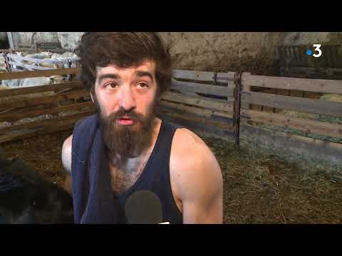 Le Dorat : l'entrainement pour se qualifier aux prochains mondiaux de tonte de montons a débuté