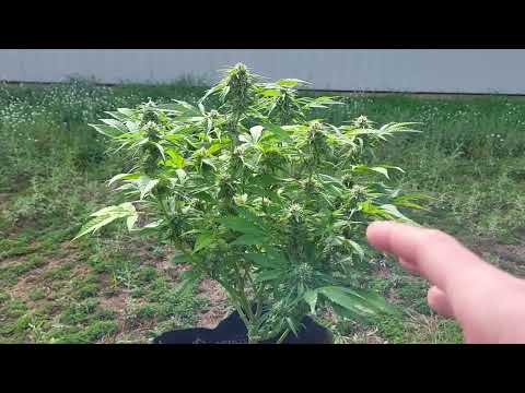 Croptober Vlog #1