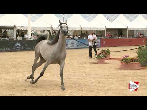 Menton 2016 - Class 2A