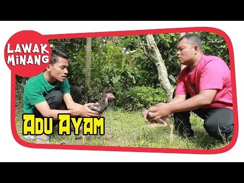adu-ayam-garundang-67