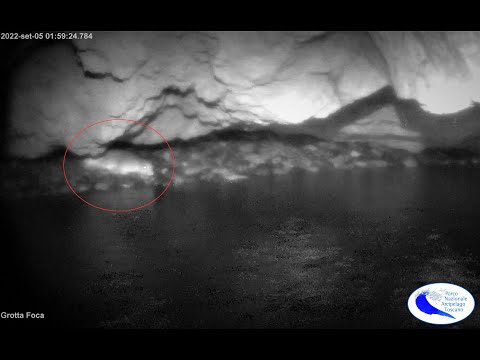 Eccezionali riprese all’infrarosso documentano ancora la presenza della Foca monaca a Capraia