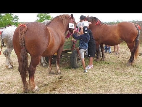 Caii lui Boraș Zoli de la Medieșu Aurit Satu Mare