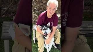 Video preview image #1 Siberian Husky Puppy For Sale in Pasadena, CA, USA