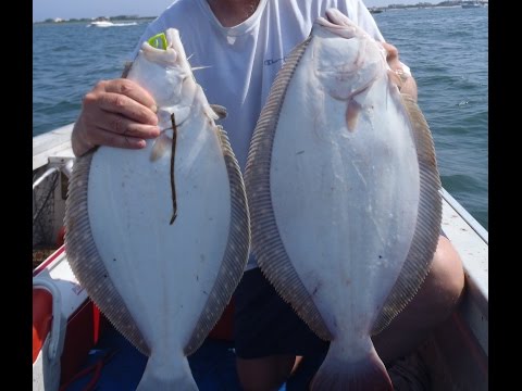 Jigging for Flounder - Culling a Limit