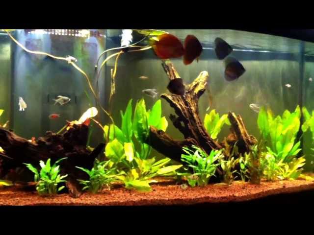 Planted discus aquarium May 7th 2013