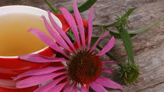Чай из ЭХИНАЦЕИ - мощное СРЕДСТВО для вашего иммунитета, подавляет рост вирусов гриппа, стрептококка